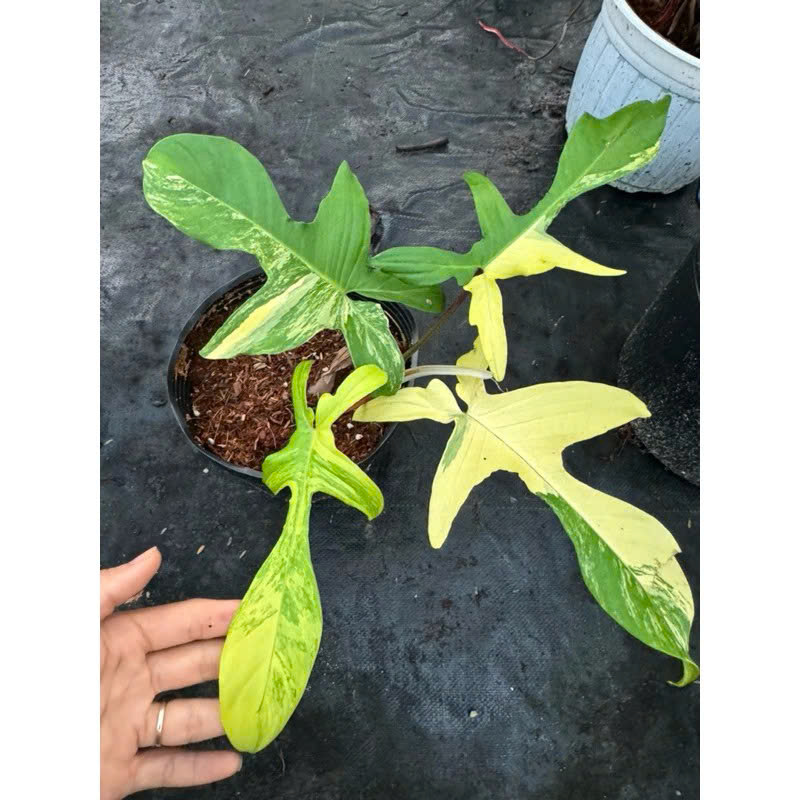 Én var khỏe đẹp ngọn bung 3-4 lá