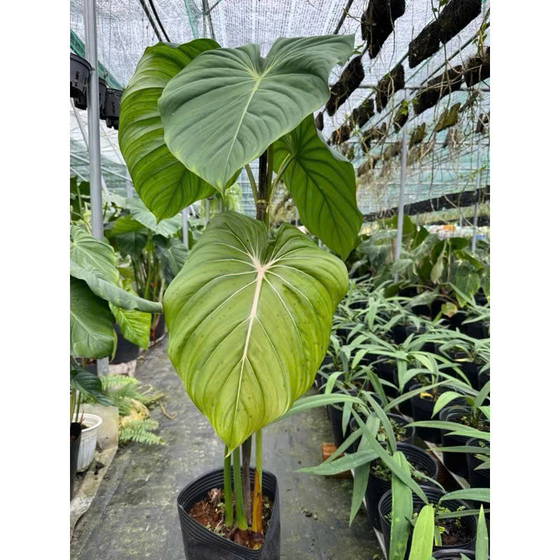 Philodenron McDowell size lá 35-45cm