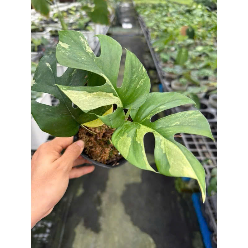 mini mons var size giống khỏe đẹp