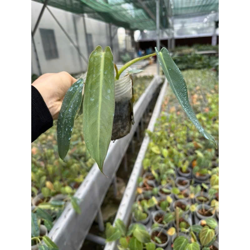 Philodenron Spiritus-Sancti khỏe đẹp đang up size 10-15cm
