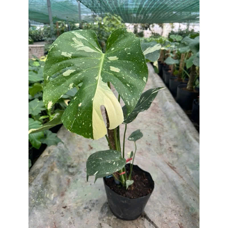 Monstera delicosia Thaicons khỏe đẹp đang up size 30-40cm