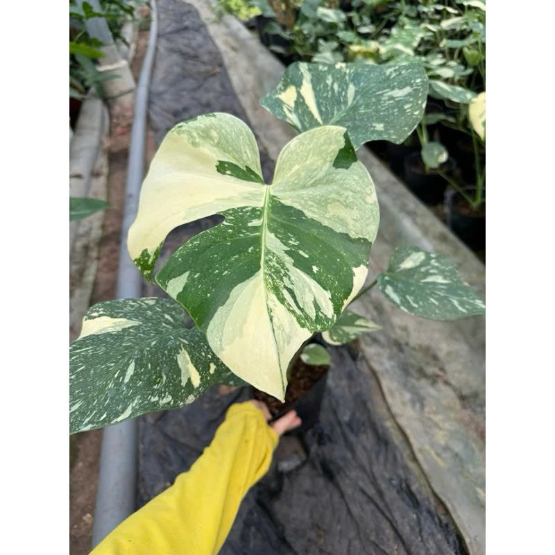 Monstera Delicosia Thaicons khỏe đẹp gen VIP Size L