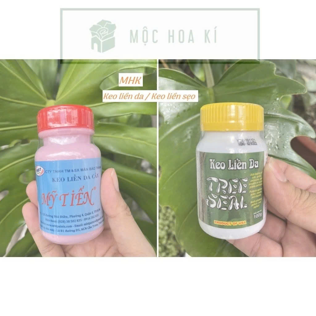 Keo liền da / liền sẹo TREE SEAL USA và MỸ TIẾN (hỗ trợ cắt , ghép