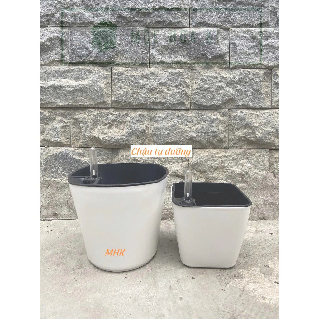 Chậu tự dưỡng Việt Nam màu trắng , chậu thông minh