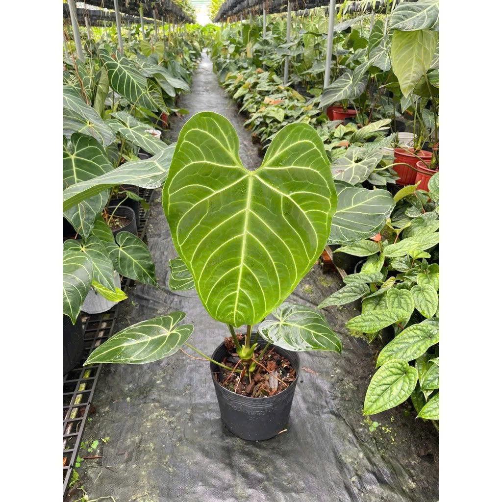 Anthurium Regale Ecu đang up size 35-40cm khỏe đẹp