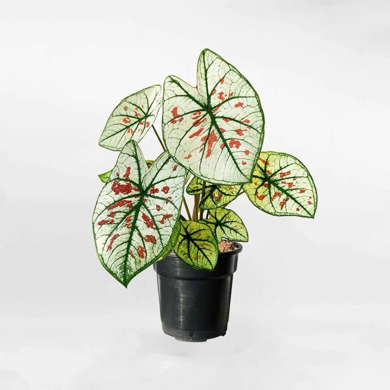 Môn dâu - caladium Strawberry star khỏe đẹp cây giống