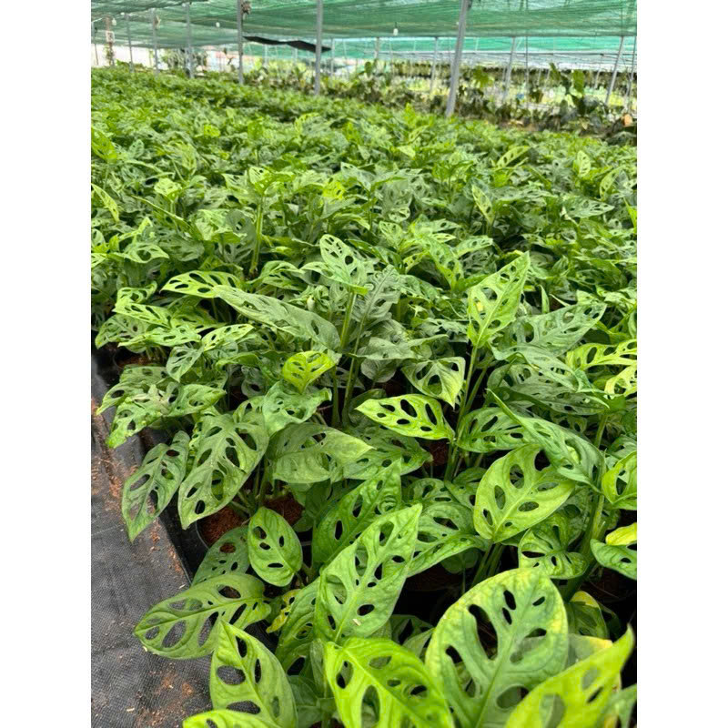 trầu bà lá lỗ ( adansonii )