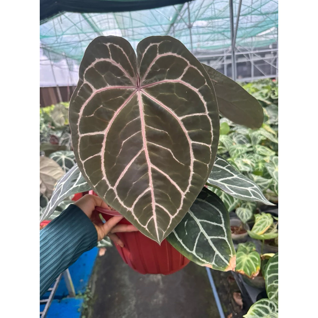 Chậu cây Anthurium Michelle x zara size lá khoảng 30cm