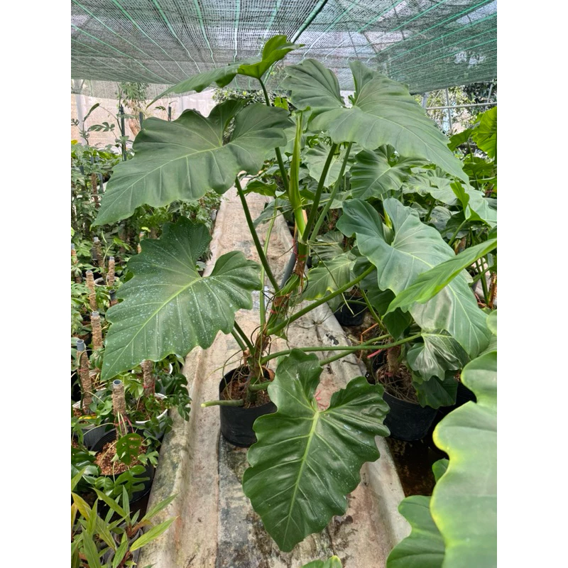 Philodenron Subin khỏe đẹp đang leo trụ cao 1m4-1m6 up size 55-